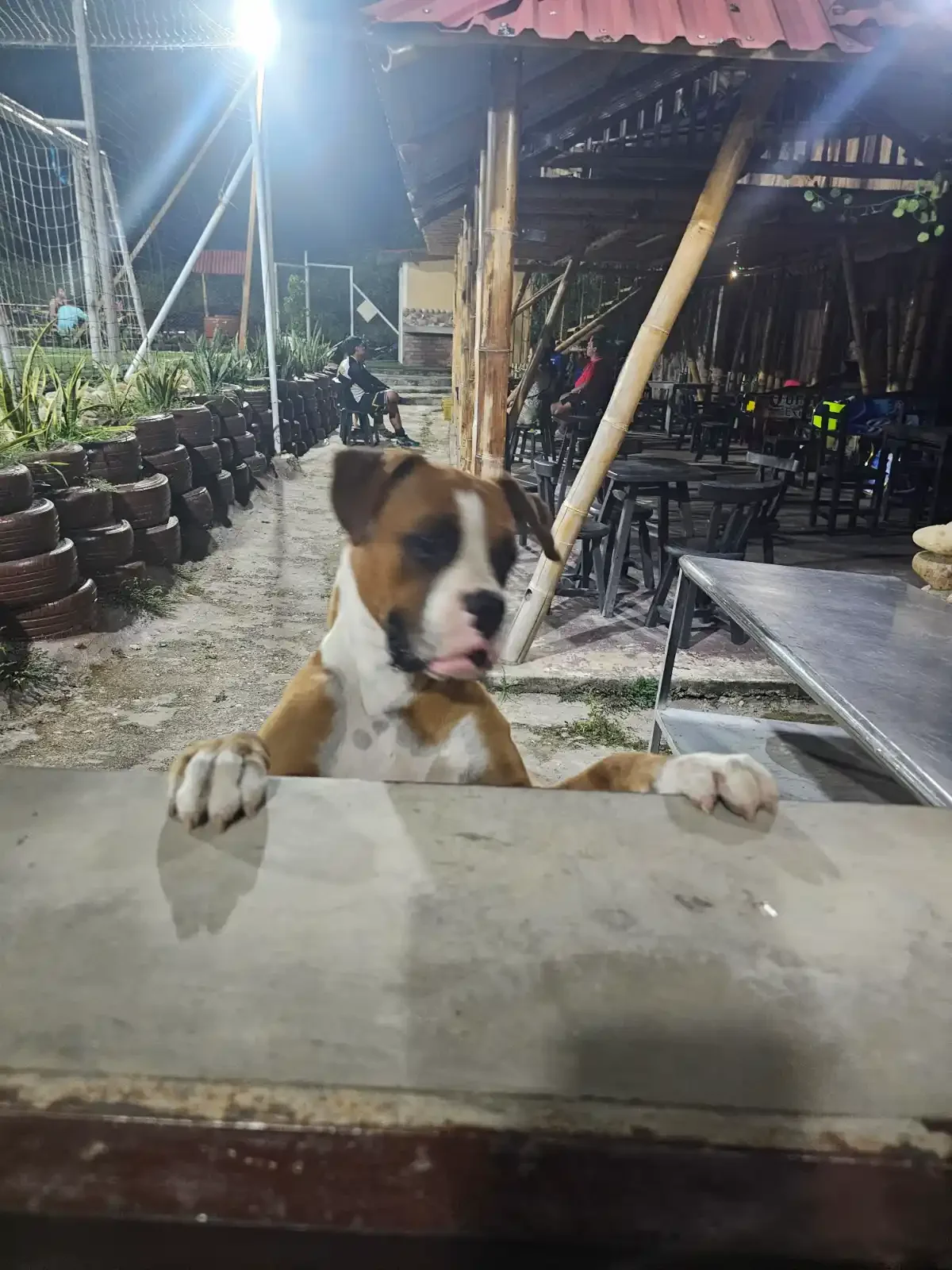 Clientes perrunos